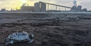 Tunisie : la justice refuse de suspendre l’activité de l’usine d’engrais phosphatés de Gabès, accusée de pollution.