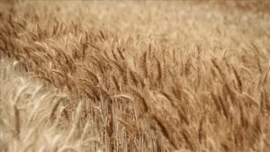 Surexposition à un métal cancérigène : l’agence sanitaire en France réclame des mesures urgentes.