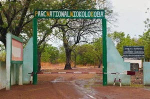 Sorti de la liste rouge de l’UNESCO, le parc du Niokolo-Koba se voit confier une double mission par l’État.