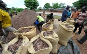 Effondrement des cours du cacao : la stratégie du Ghana pour limiter les dégâts