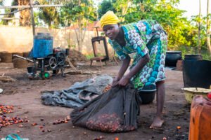 Projet de palmier à huile à Dialambéré : une délibération foncière suspendue sur fond de tensions
