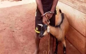 Nganda : K.C. condamné pour vol de chèvre et recel, six mois ferme