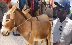 Affaire des deux ânes retrouvés égorgés et dépecés à Kaffrine : ce que la Drepa avait transmis au ministre Mabouba Diagne.