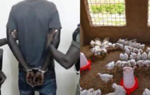 « Thiès : un faux client s’enfuit avec des dizaines de poulets »