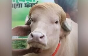 « Insolite : au Bangladesh, un buffle baptisé “Donald Trump” devient une star »