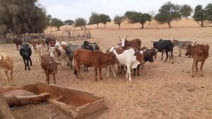Fièvre de la Vallée du Rift : l’Afrique de l’Ouest mise sur une réponse coordonnée pour protéger l’élevage