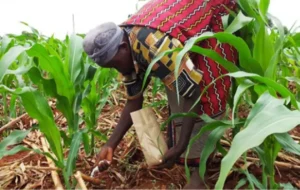 Campagne agricole 2026-2027 à Kédougou : les travaux champêtres s’intensifient, la distribution des intrants s’accélère