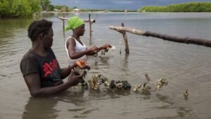 Ostréiculture : l’ANA appelle à renforcer la collecte des données de production