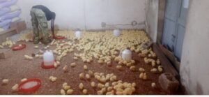 Kolda : des jeunes et des femmes de Guiro Yoro Salman se lancent dans l’aviculture