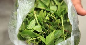 Chicago : 530 kg de khat saisis à l’aéroport, trois Sénégalais arrêtés