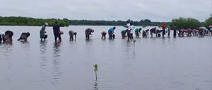Sédhiou : les populations de Bouno s’engagent pour préserver et restaurer la mangrove