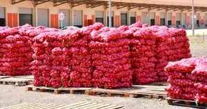 Flambée du prix de l’oignon à Thiès : les producteurs expliquent les raisons