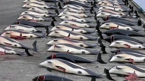 Quotas de chasse à la baleine : le co-parrainage du Togo suscite la polémique