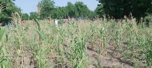 Matam : l’insuffisance des pluies inquiète les producteurs du Djiéry