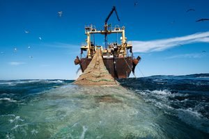Licences de pêche : quatre acteurs du secteur convoqués devant la Commission d’enquête parlementaire