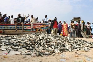 Sénégal : la pêche artisanale et industrielle confrontée à une crise profonde et aux pressions de l’Union européenne