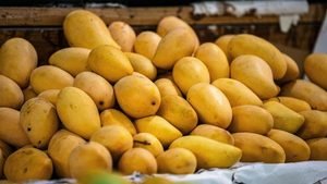 Exportation de mangues fraîches vers l’Union européenne : la Côte d’Ivoire s’adapte à l’interdiction